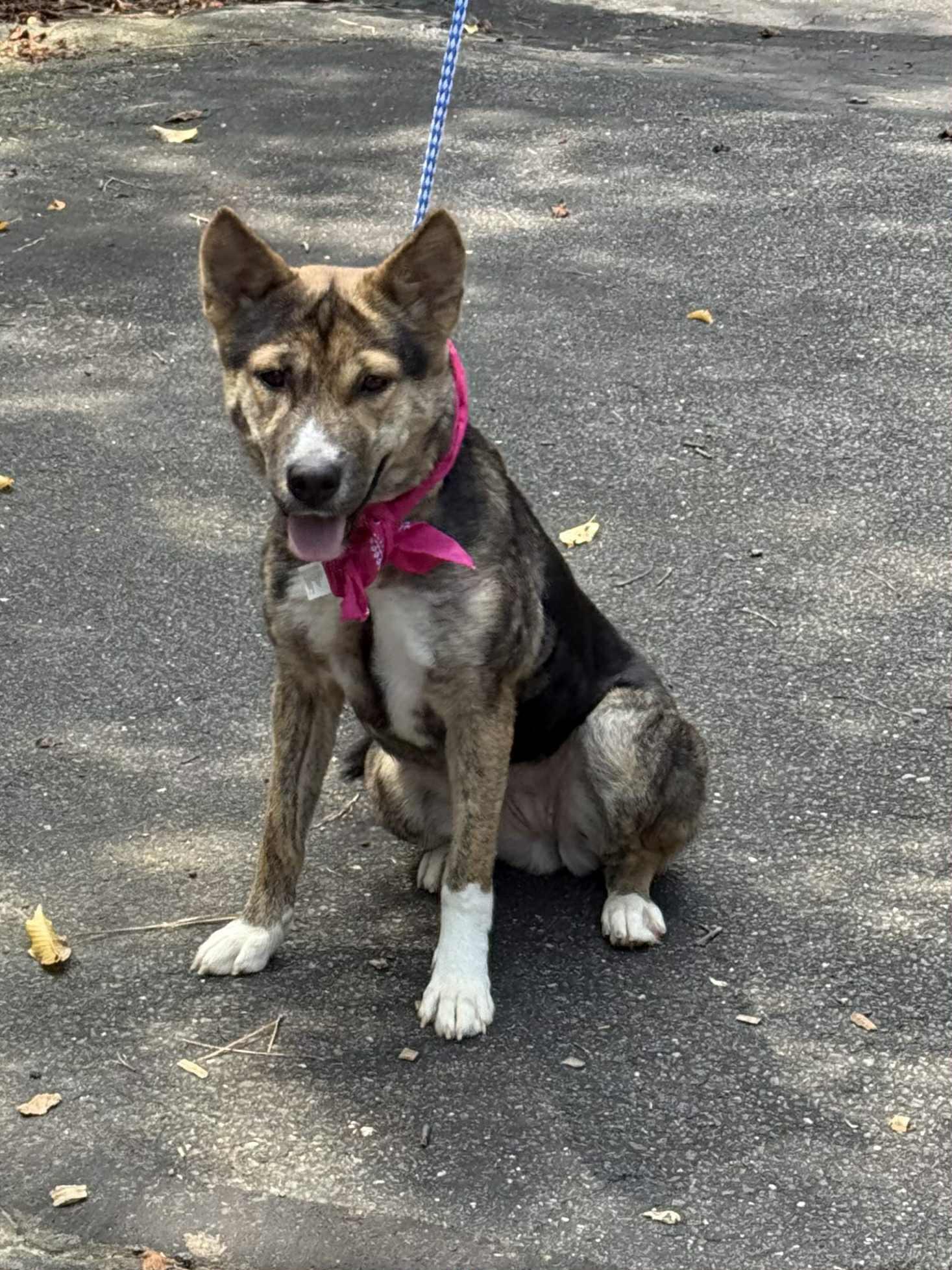 Enlarge Amily, an adopted mixed breed in Old Westbury, NY image 4/6
