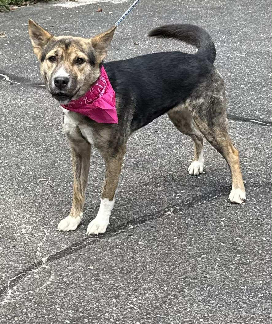 Enlarge Amily, an adopted mixed breed in Old Westbury, NY image 5/6