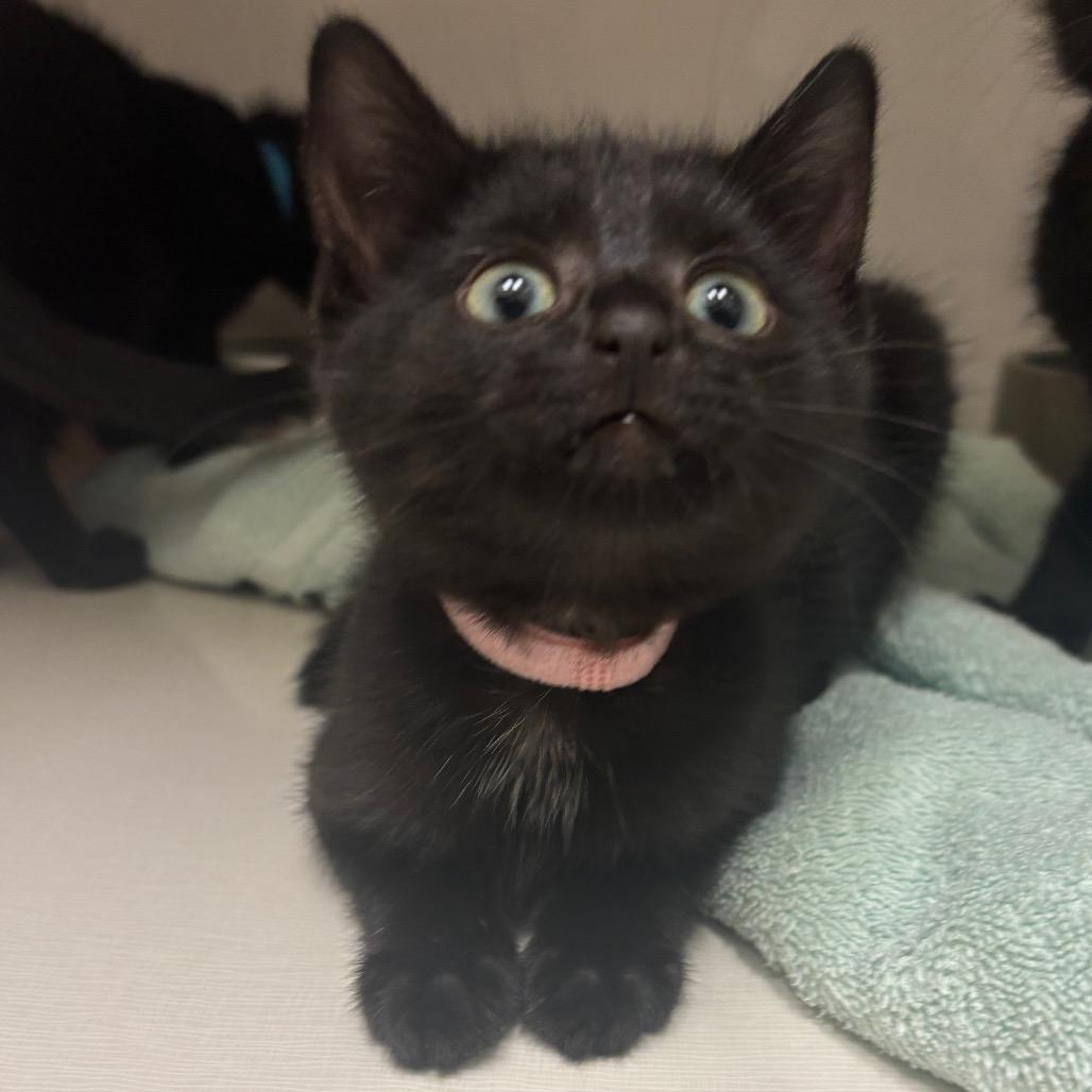 Sprite (pink collar), Adoptable, Kitten Female Domestic Short Hair.