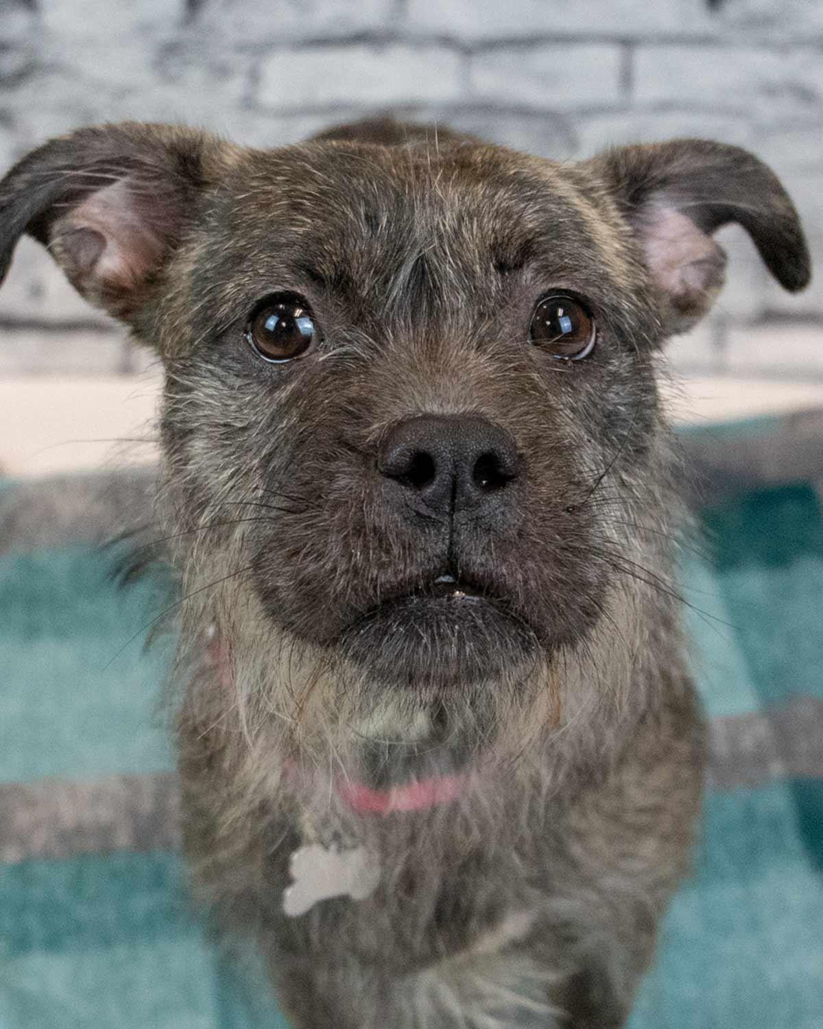 Enlarge Tatum, an adopted mixed breed in Kennesaw, GA image 1/6