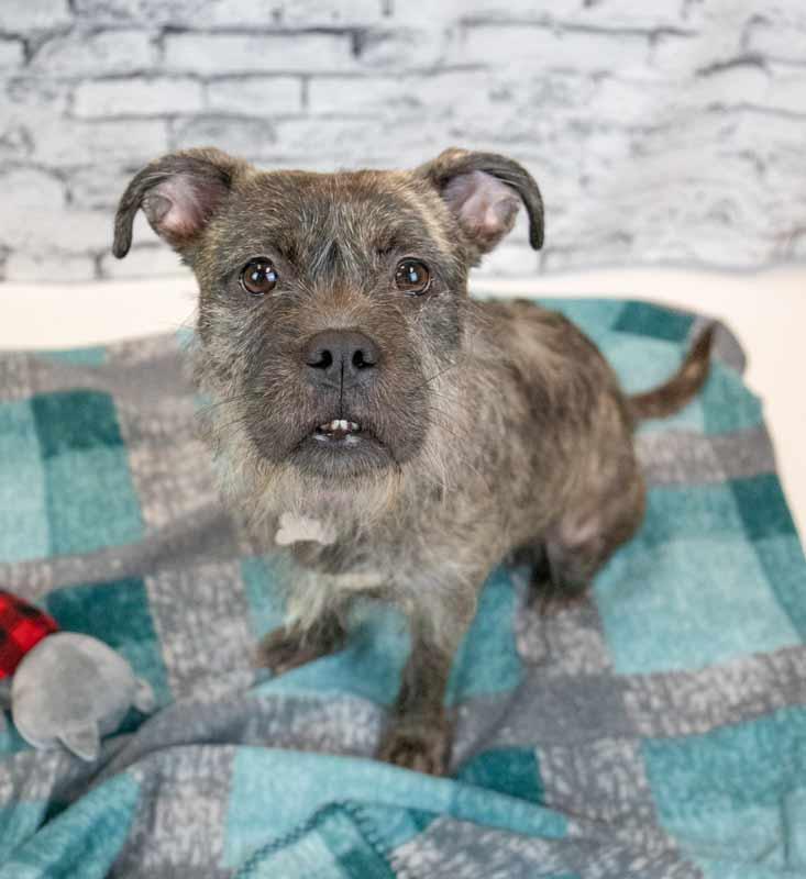 Enlarge Tatum, an adopted mixed breed in Kennesaw, GA image 3/6
