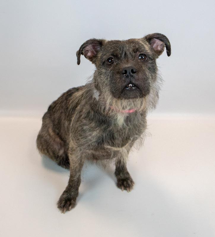 Enlarge Tatum, an adopted mixed breed in Kennesaw, GA image 4/6