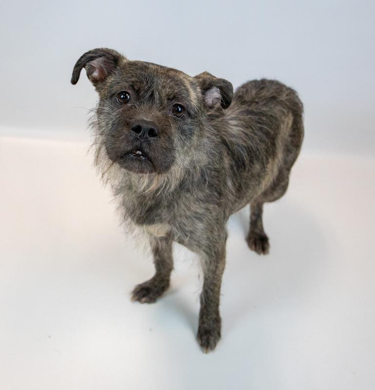 Enlarge Tatum, an adopted mixed breed in Kennesaw, GA image 5/6
