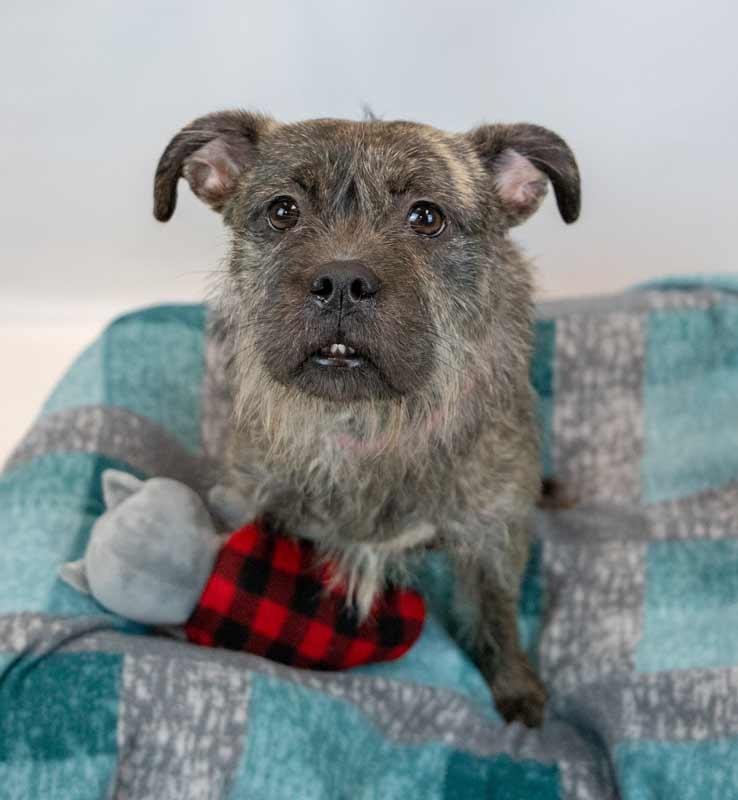 Enlarge Tatum, an adopted mixed breed in Kennesaw, GA image 2/6