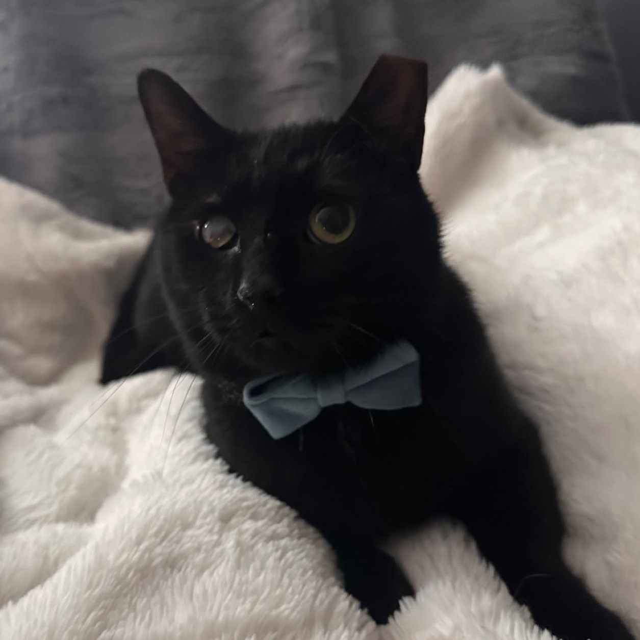 Enlarge Wiper Blade of the Auto Parts (aka Wip), a Adoptable Domestic Short Hair in Sterling, VA image 2/6