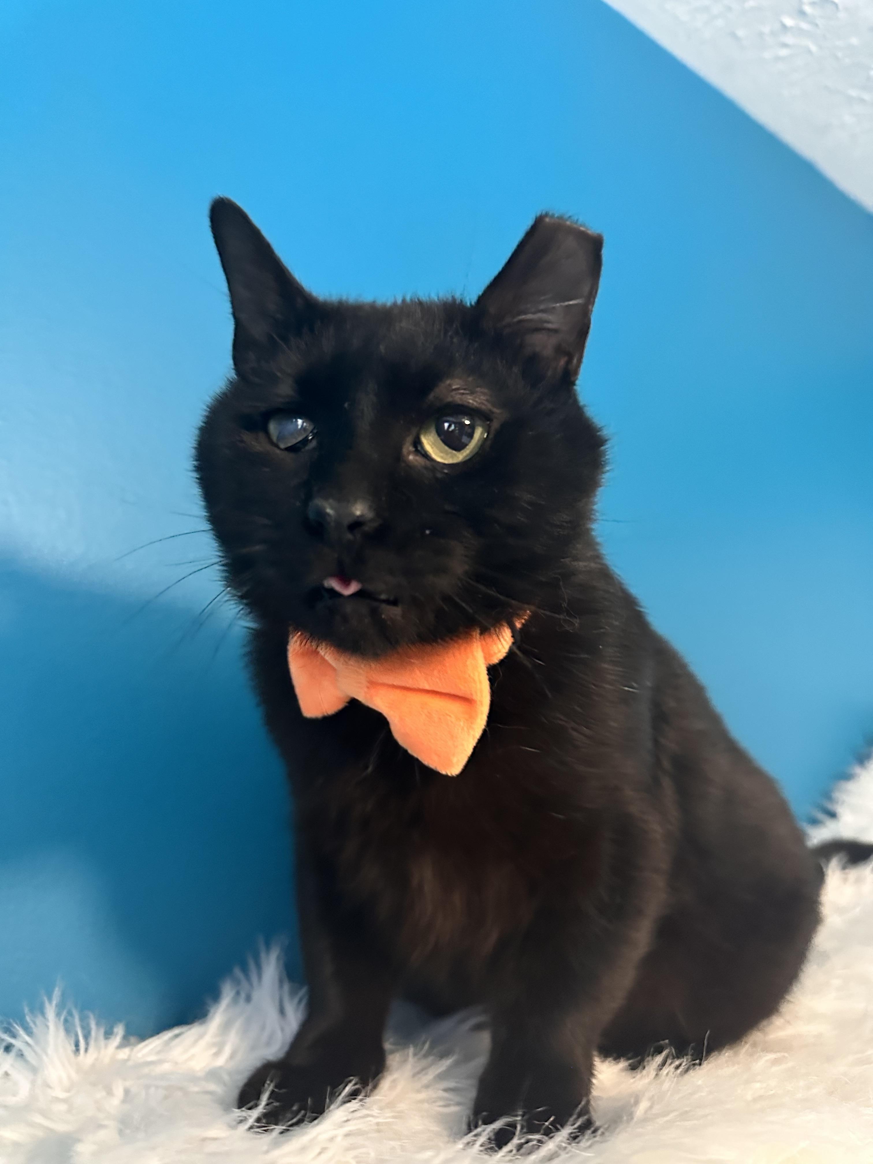 Enlarge Wiper Blade of the Auto Parts (aka Wip), a Adoptable Domestic Short Hair in Sterling, VA image 6/6