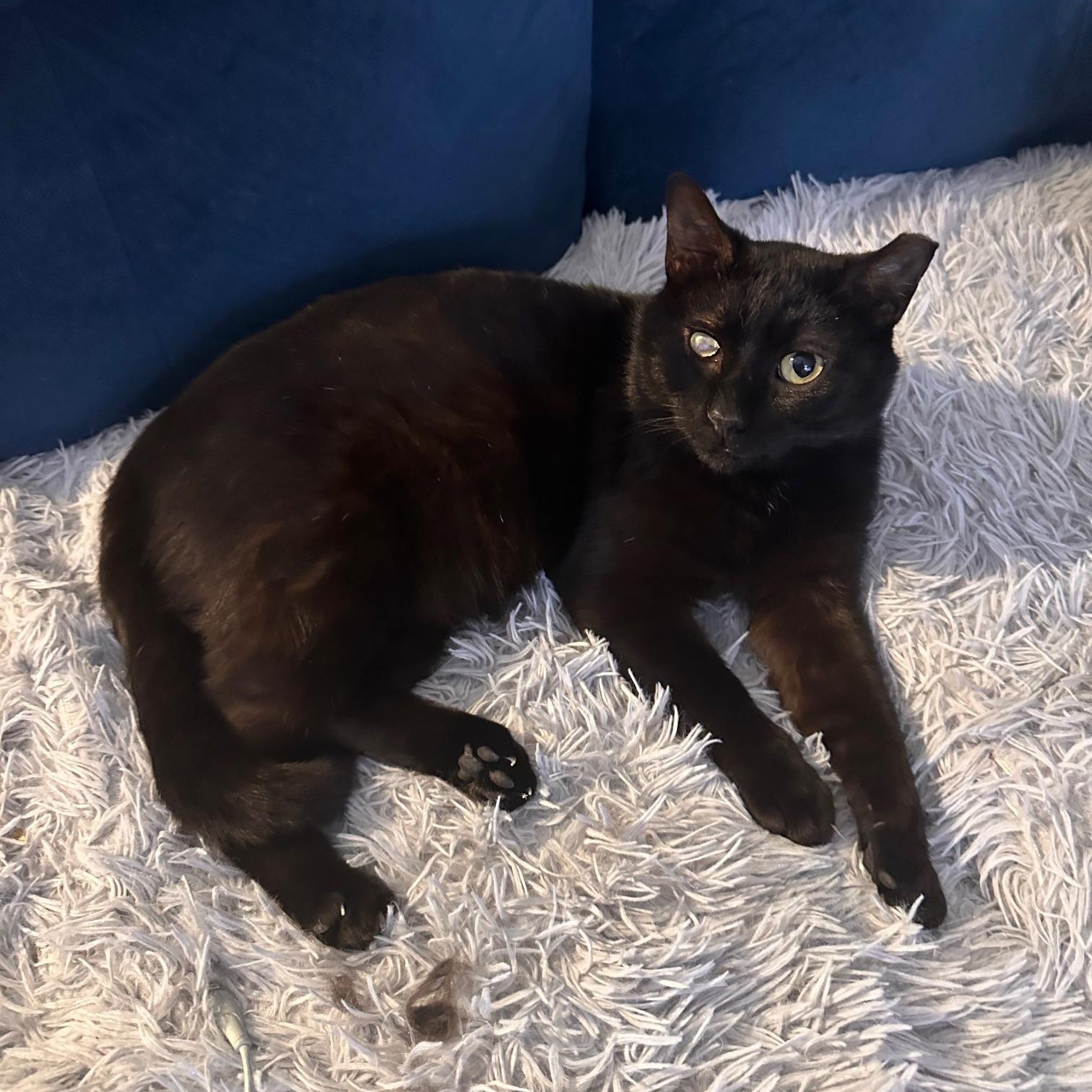 Enlarge Wiper Blade of the Auto Parts (aka Wip), a Adoptable Domestic Short Hair in Sterling, VA image 3/6