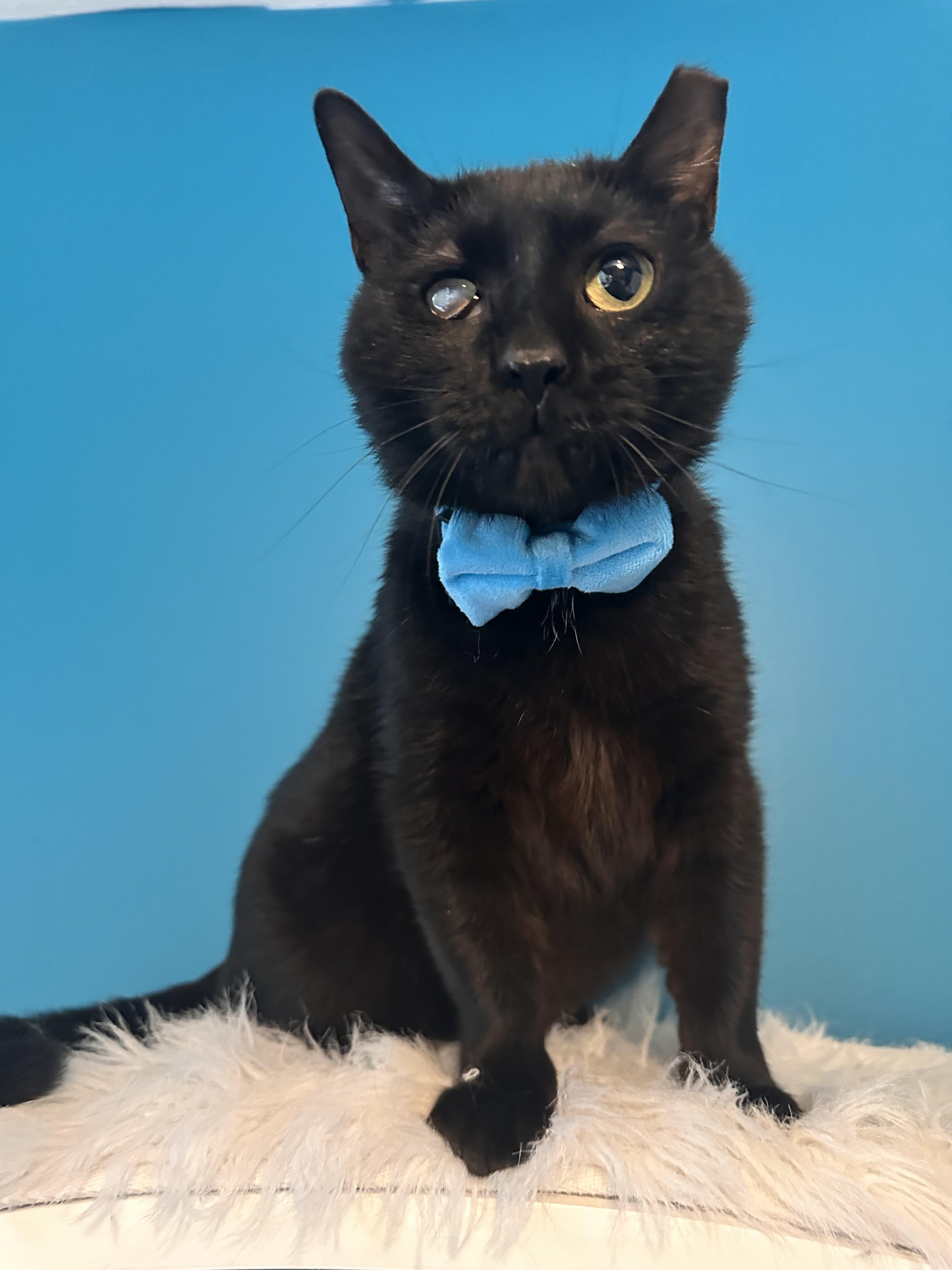 Enlarge Wiper Blade of the Auto Parts (aka Wip), a Adoptable Domestic Short Hair in Sterling, VA image 4/6