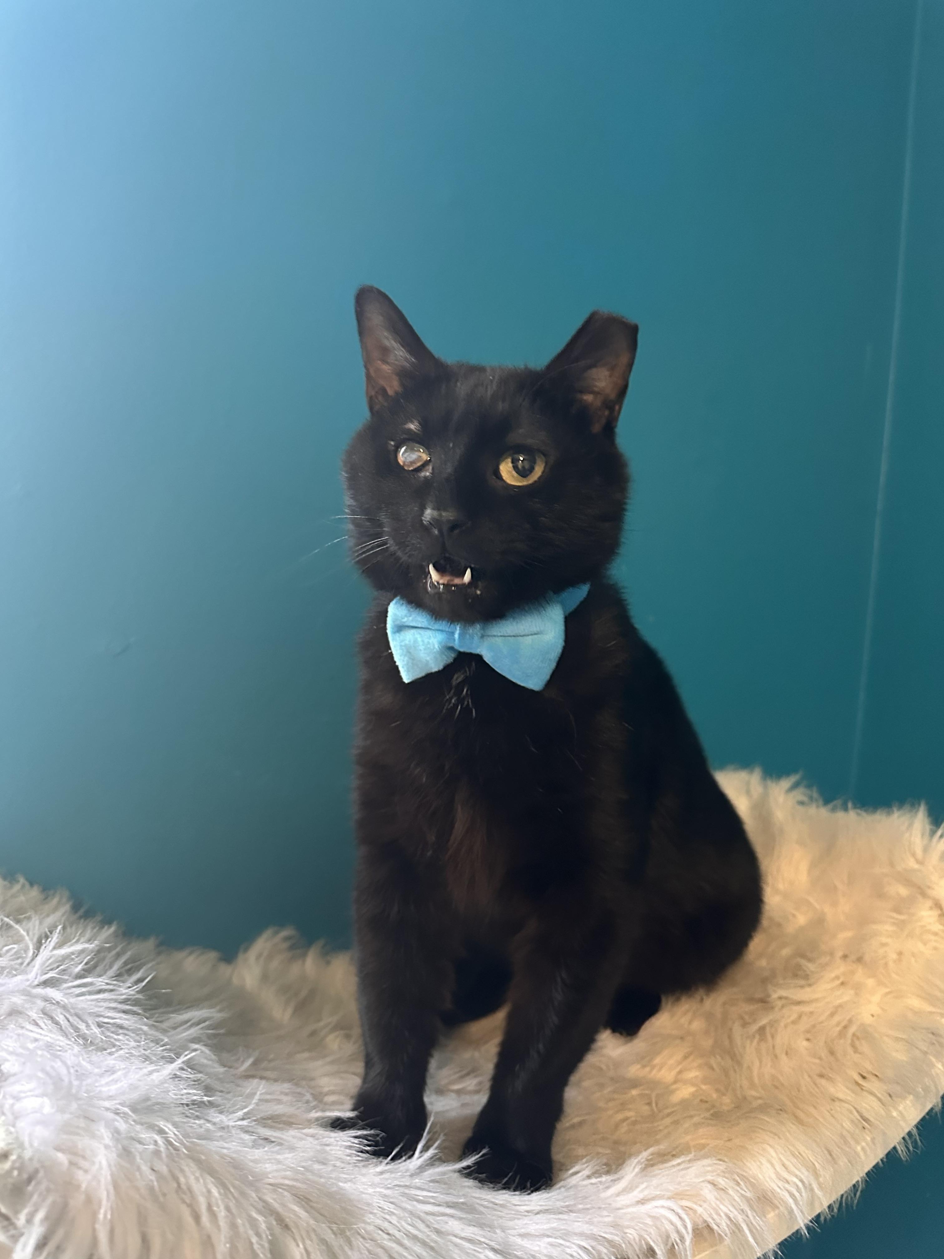 Enlarge Wiper Blade of the Auto Parts (aka Wip), a Adoptable Domestic Short Hair in Sterling, VA image 5/6