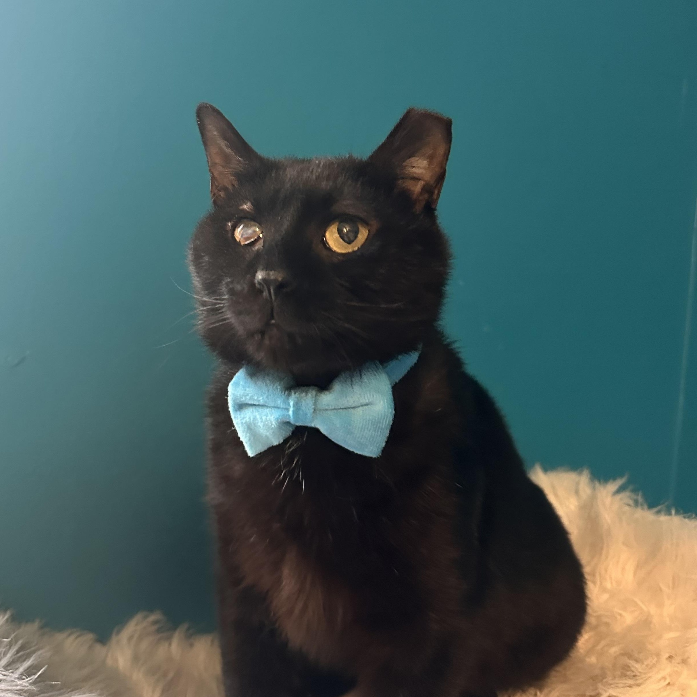 Wiper Blade of the Auto Parts (aka Wip), Adoptable, Adult Male Domestic Short Hair.