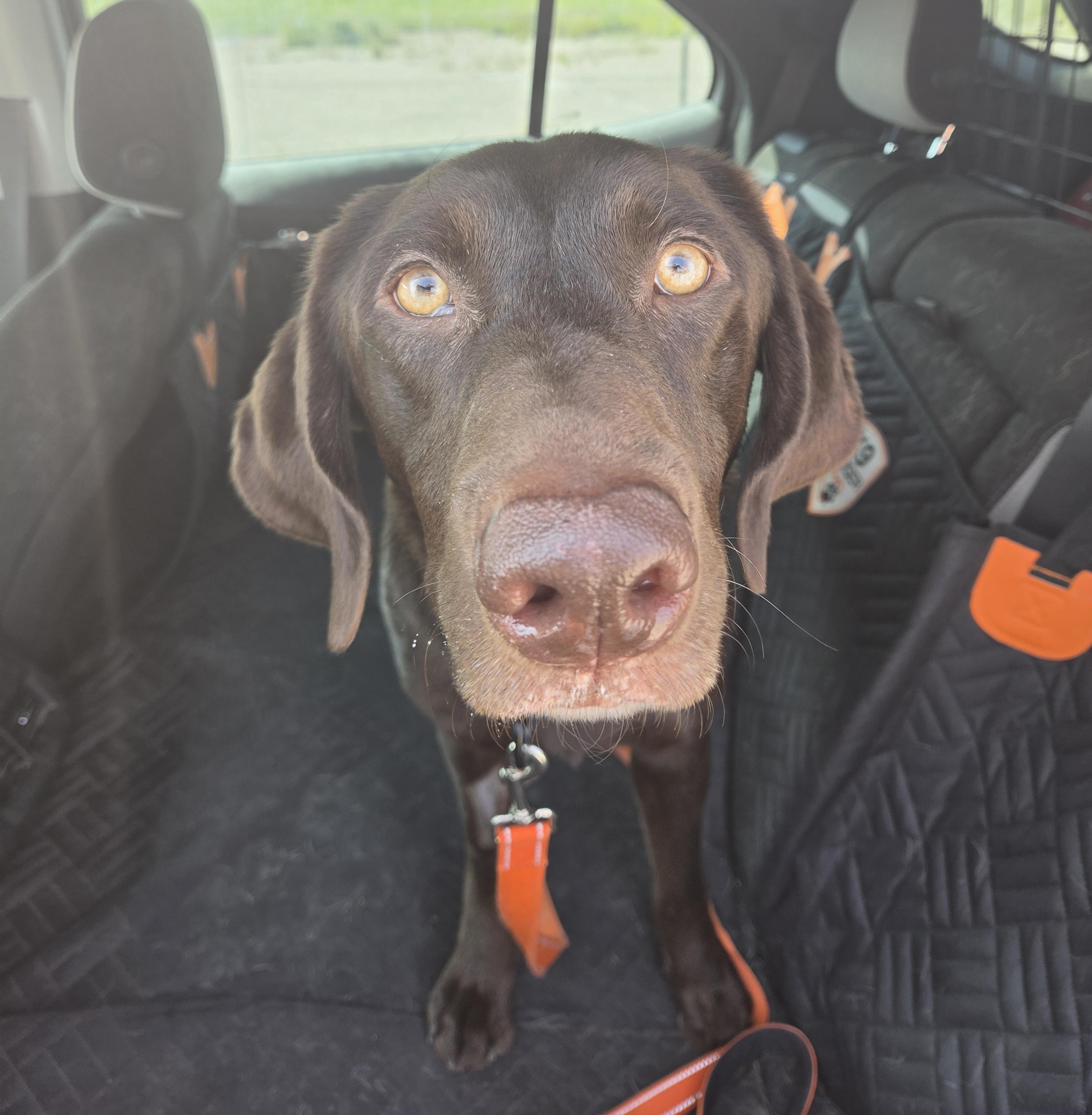 Enlarge Katniss, a ADOPTABLE Chocolate Labrador Retriever in Newcastle, WY image 3/3