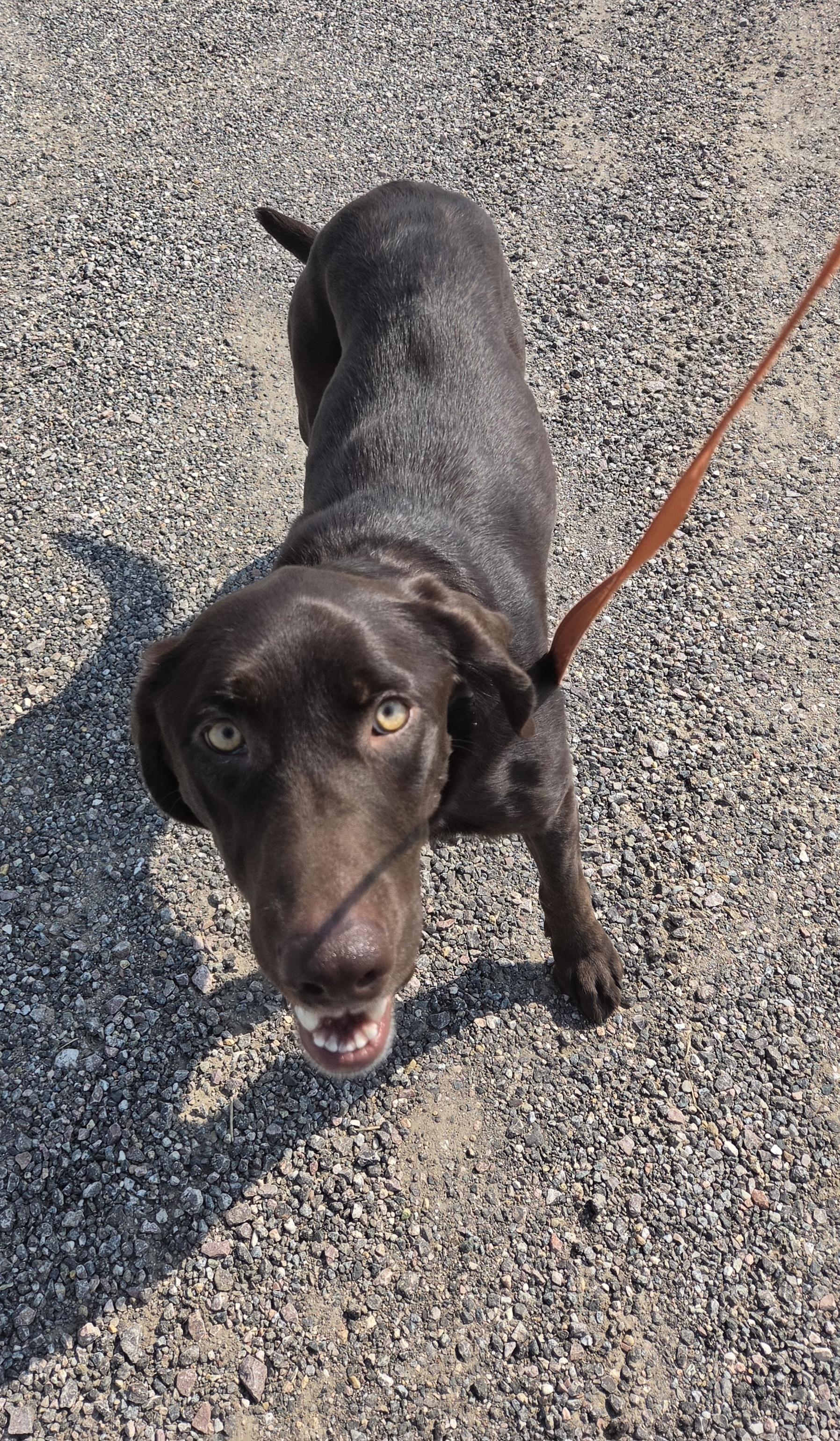 Enlarge Katniss, a ADOPTABLE Chocolate Labrador Retriever in Newcastle, WY image 2/3