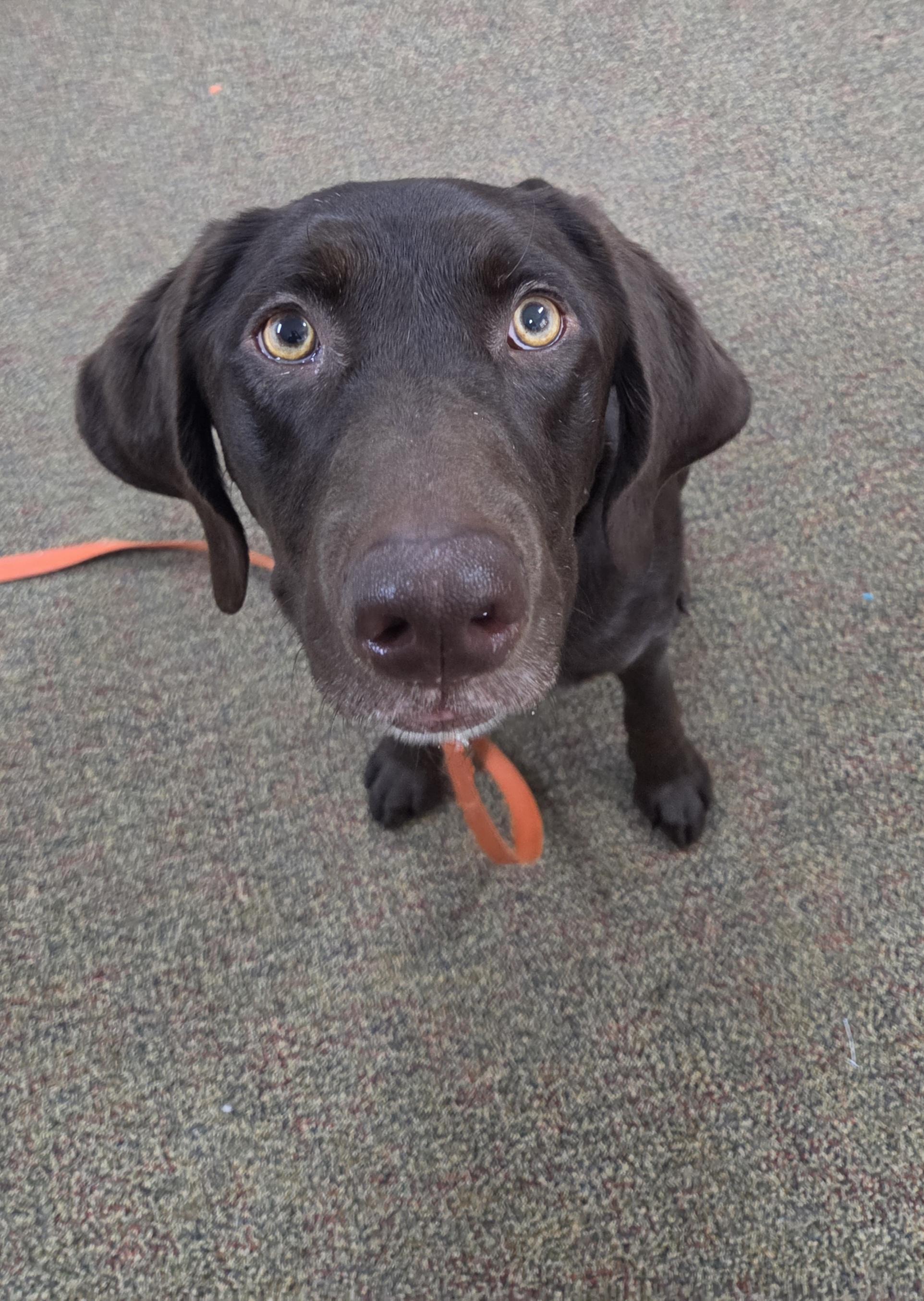 Enlarge Katniss, a ADOPTABLE Chocolate Labrador Retriever in Newcastle, WY image 1/3