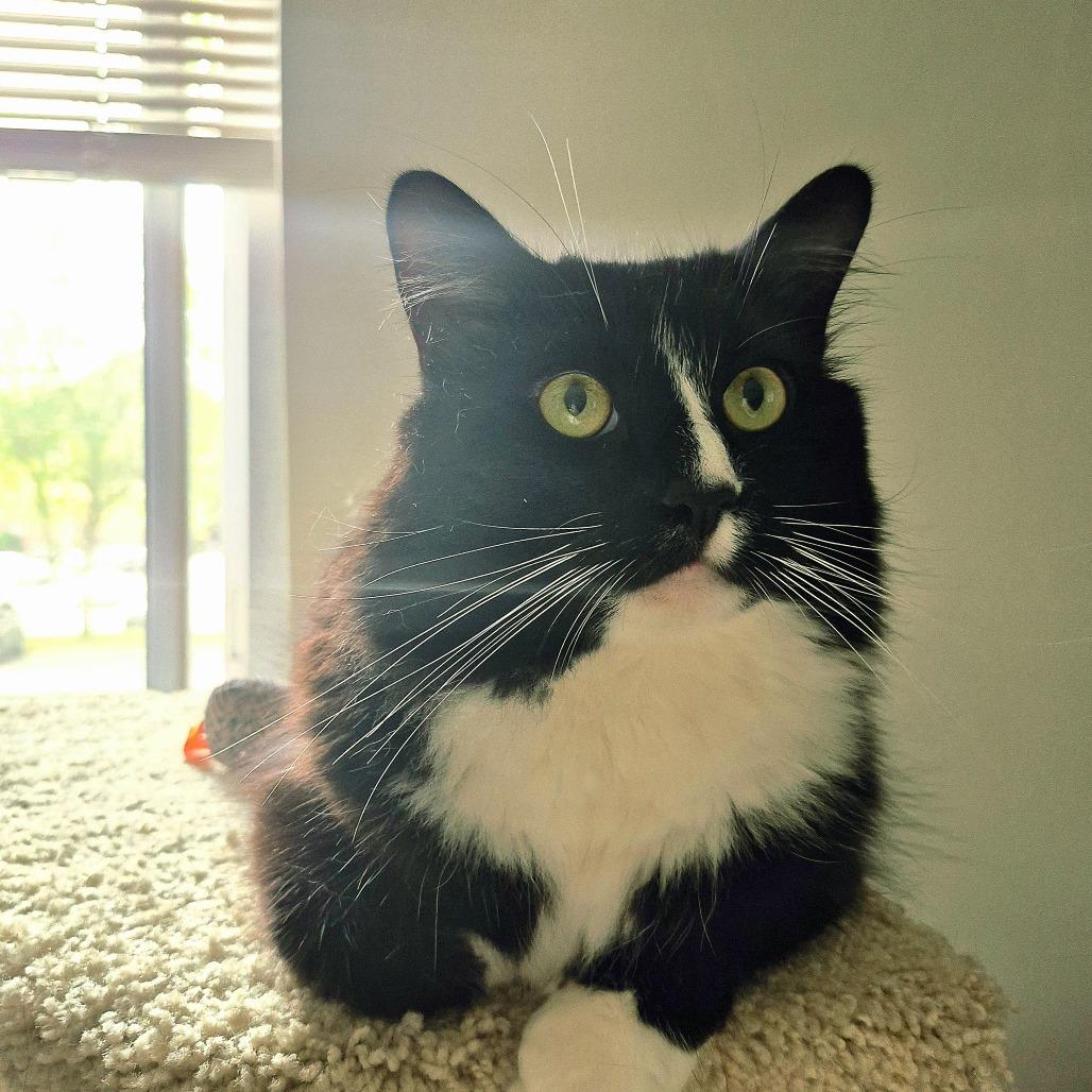 Percy, a Adoptable Domestic Medium Hair in Wakefield, MA image 2/6