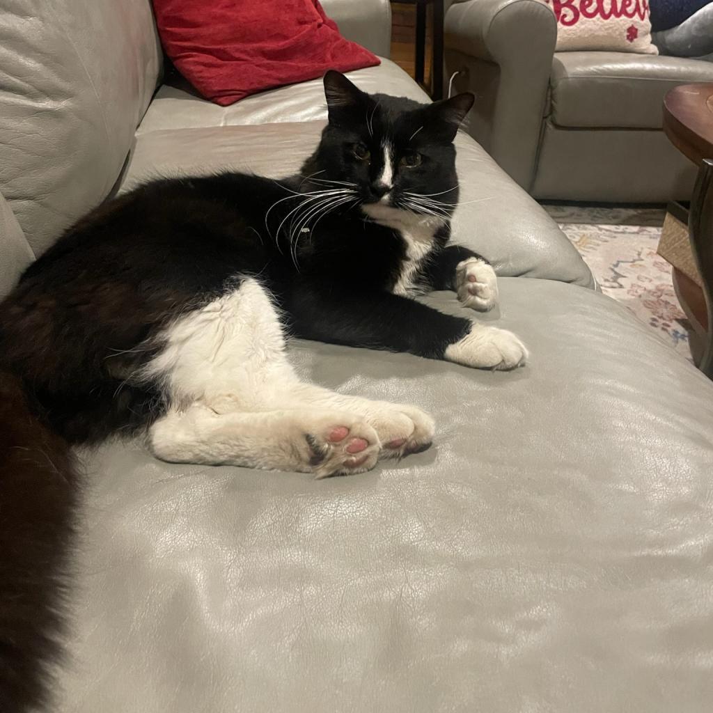 Percy, a Adoptable Domestic Medium Hair in Wakefield, MA image 3/6