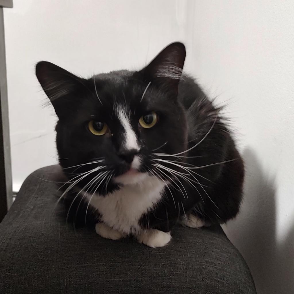 Percy, a Adoptable Domestic Medium Hair in Wakefield, MA image 5/6