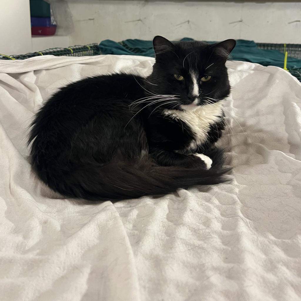 Percy, a Adoptable Domestic Medium Hair in Wakefield, MA image 6/6