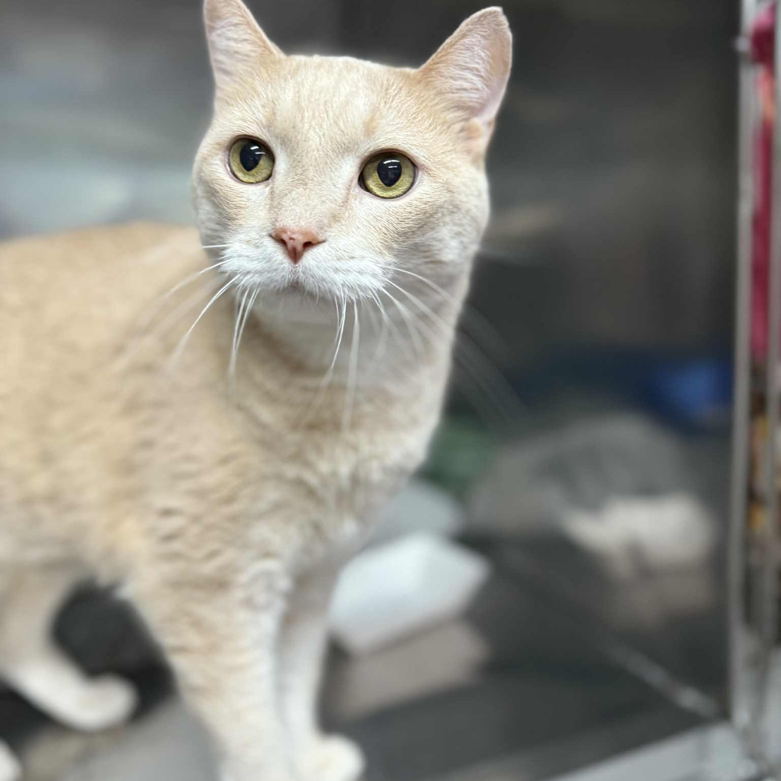 Enlarge Joey, an adoptable Domestic Short Hair in Martinsville, IN image 1/3