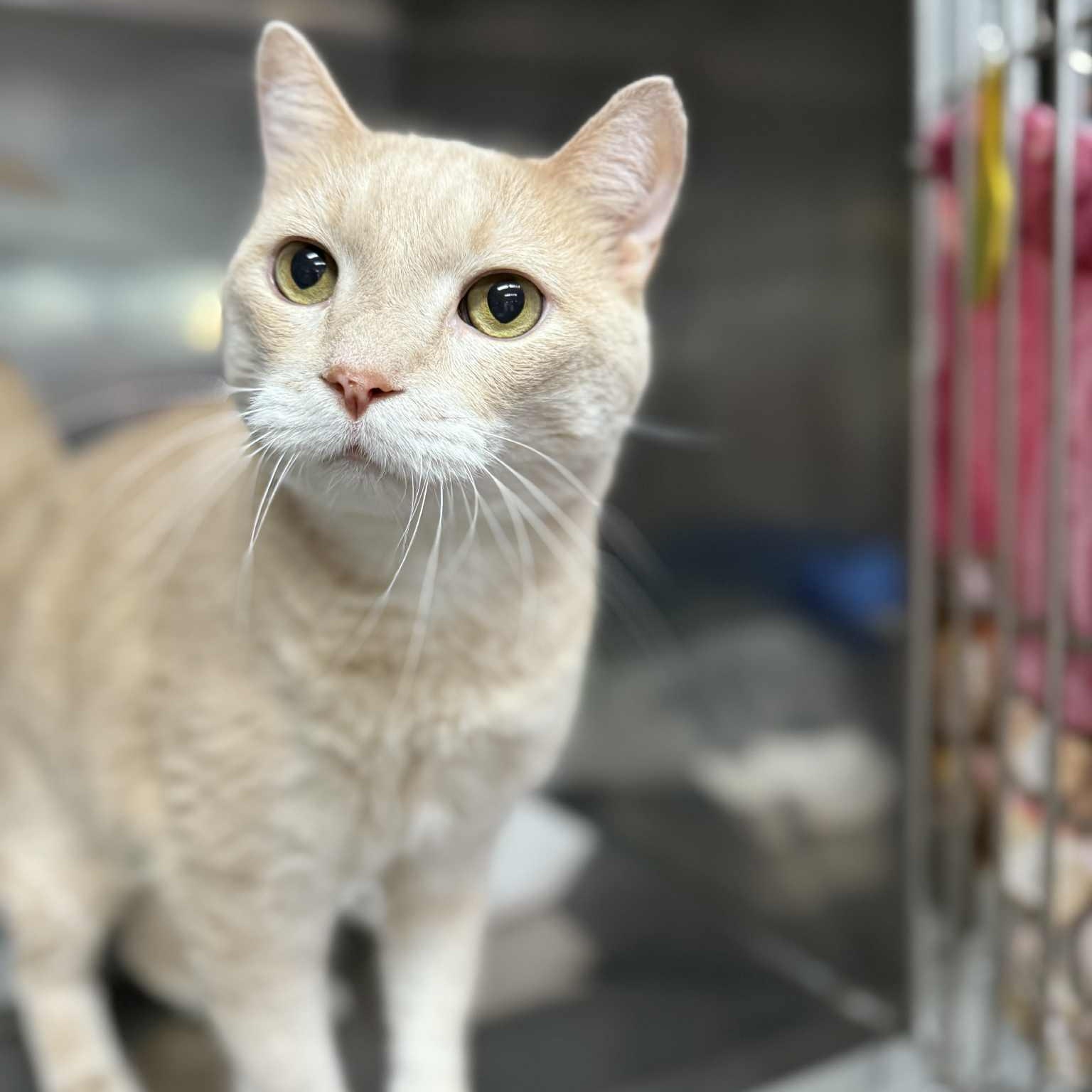 Enlarge Joey, an adoptable Domestic Short Hair in Martinsville, IN image 2/3