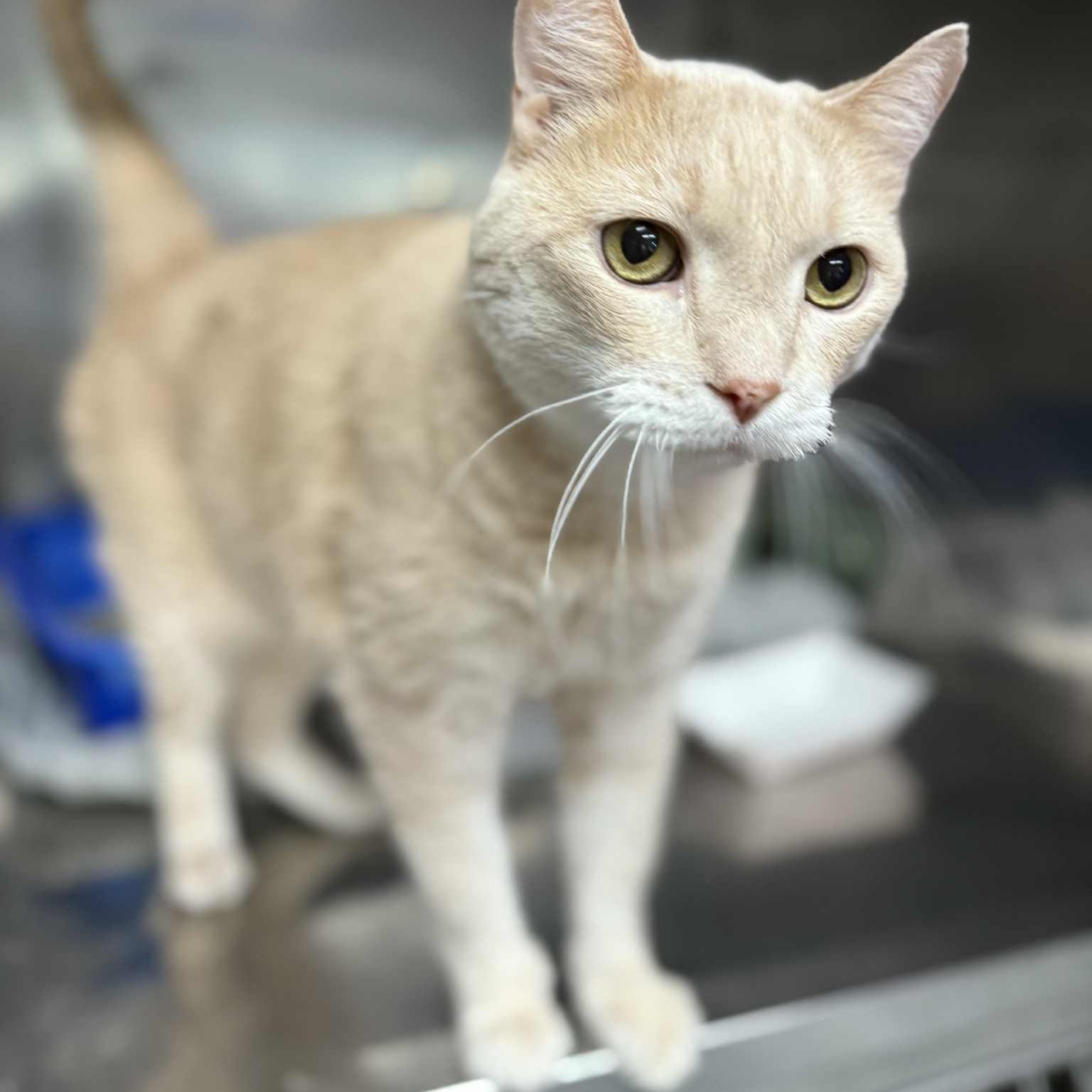 Enlarge Joey, an adoptable Domestic Short Hair in Martinsville, IN image 3/3