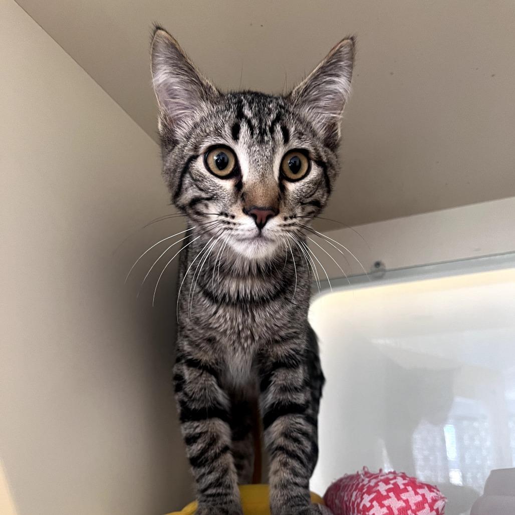 Grover, a Adoptable Domestic Short Hair in St. Louis, MO image 1/5