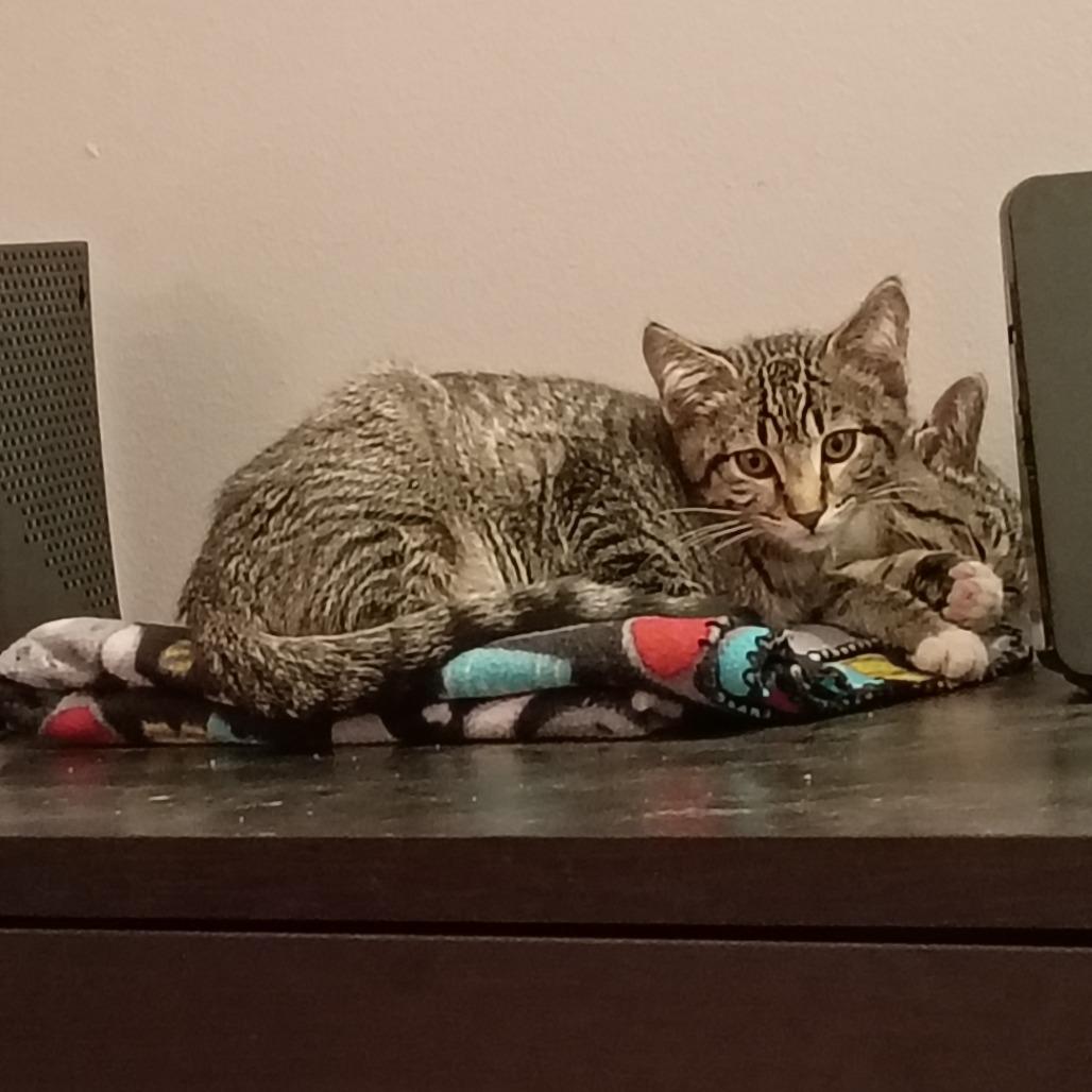 Grover, a Adoptable Domestic Short Hair in St. Louis, MO image 2/5