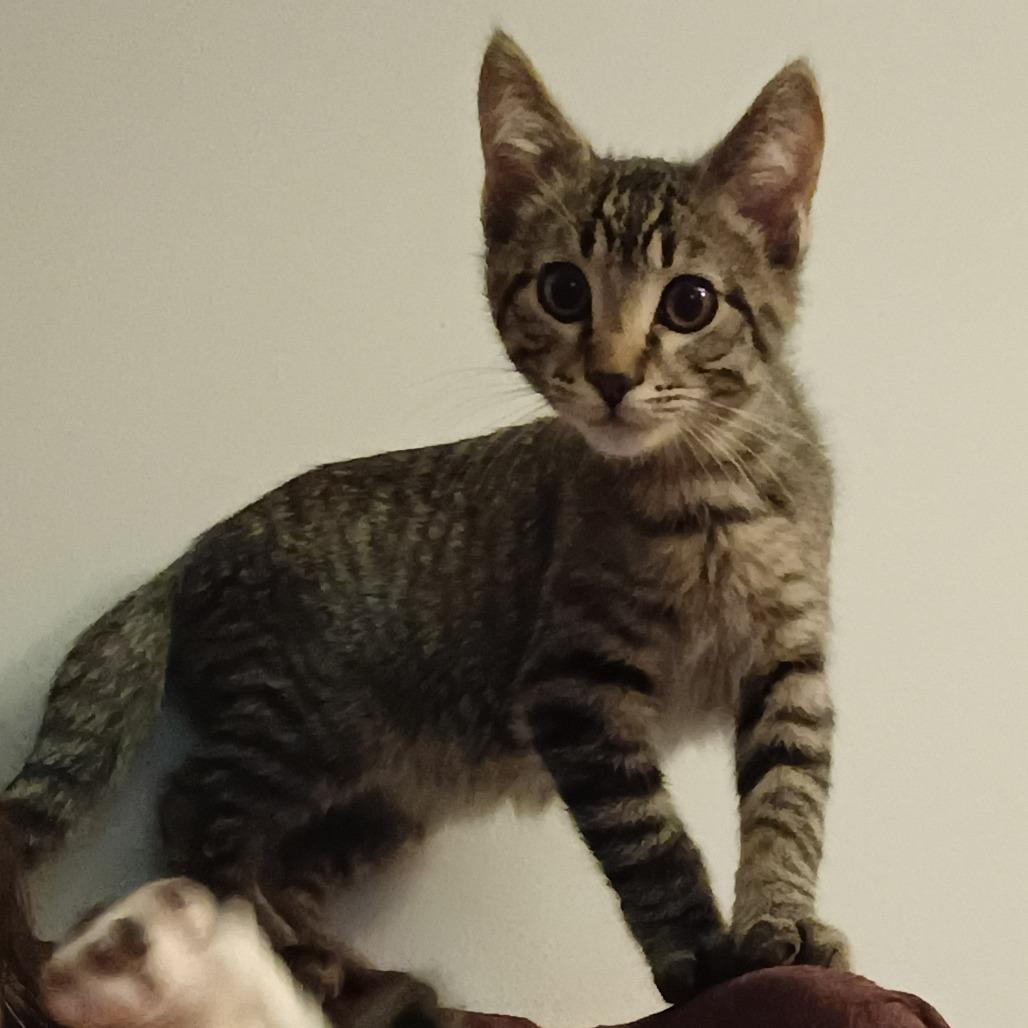 Grover, a Adoptable Domestic Short Hair in St. Louis, MO image 3/5