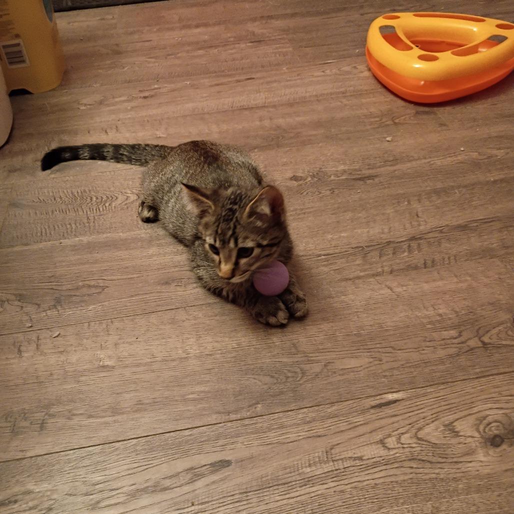 Grover, a Adoptable Domestic Short Hair in St. Louis, MO image 4/5