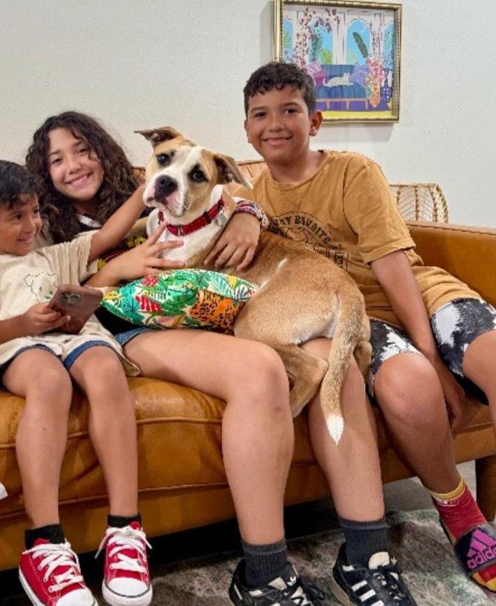 Love Bug Vinny, a Adopted mixed breed in Richmond, VA image 2/6