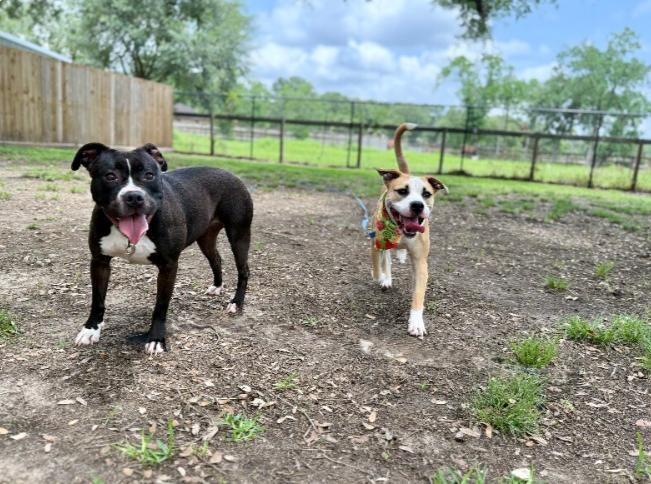 Love Bug Vinny, a Adopted mixed breed in Richmond, VA image 5/6