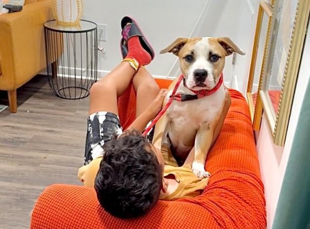 Love Bug Vinny, a Adopted mixed breed in Richmond, VA image 1/6