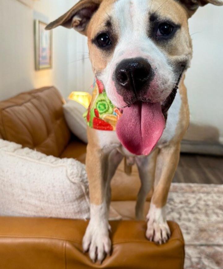 Love Bug Vinny, a Adopted mixed breed in Richmond, VA image 6/6