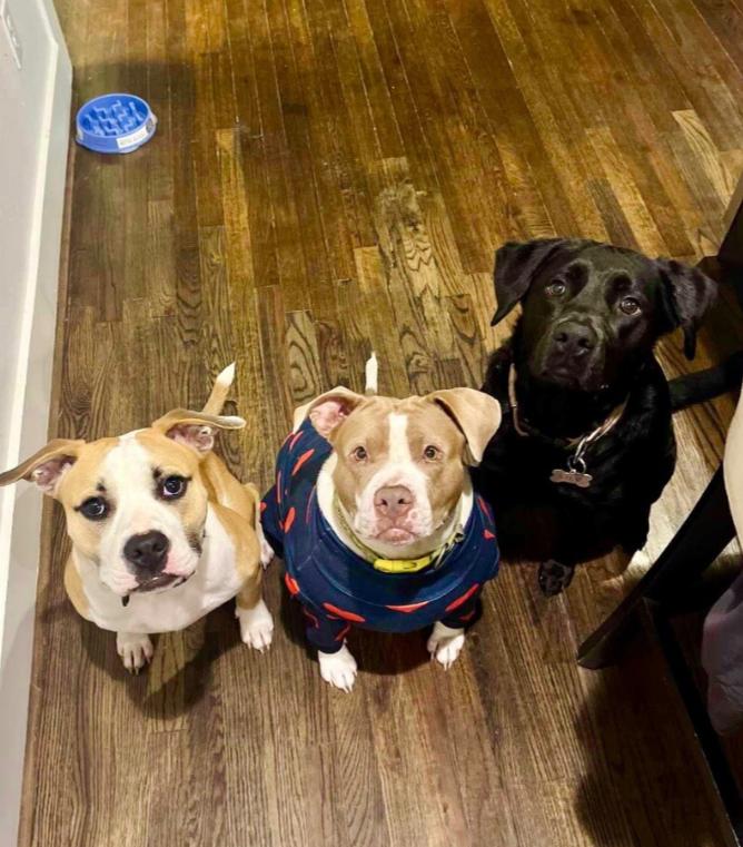 Love Bug Vinny, a Adopted mixed breed in Richmond, VA image 3/6