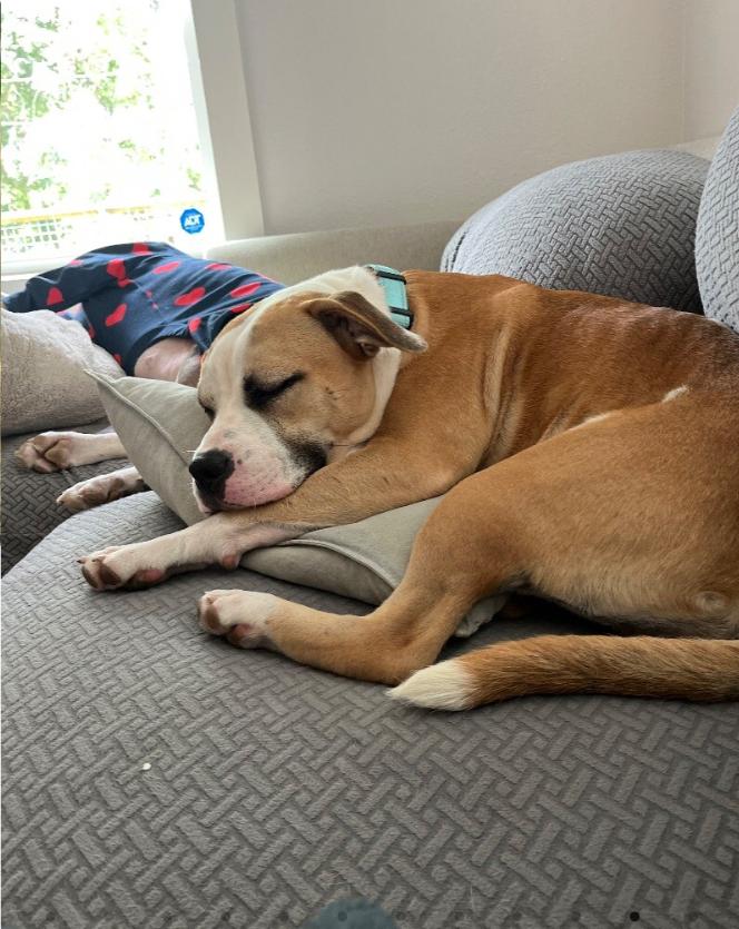 Love Bug Vinny, a Adopted mixed breed in Richmond, VA image 4/6