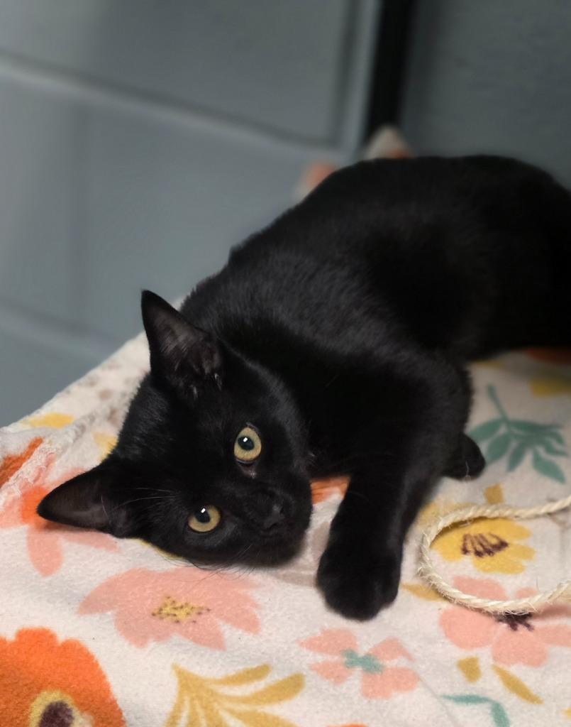 Enlarge Nod, a Adoptable mixed breed in Huntington, IN image 1/1