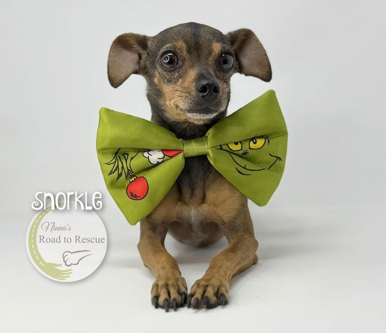 Snorkle, Adoptable, Adult Male Miniature Pinscher & Italian Greyhound.