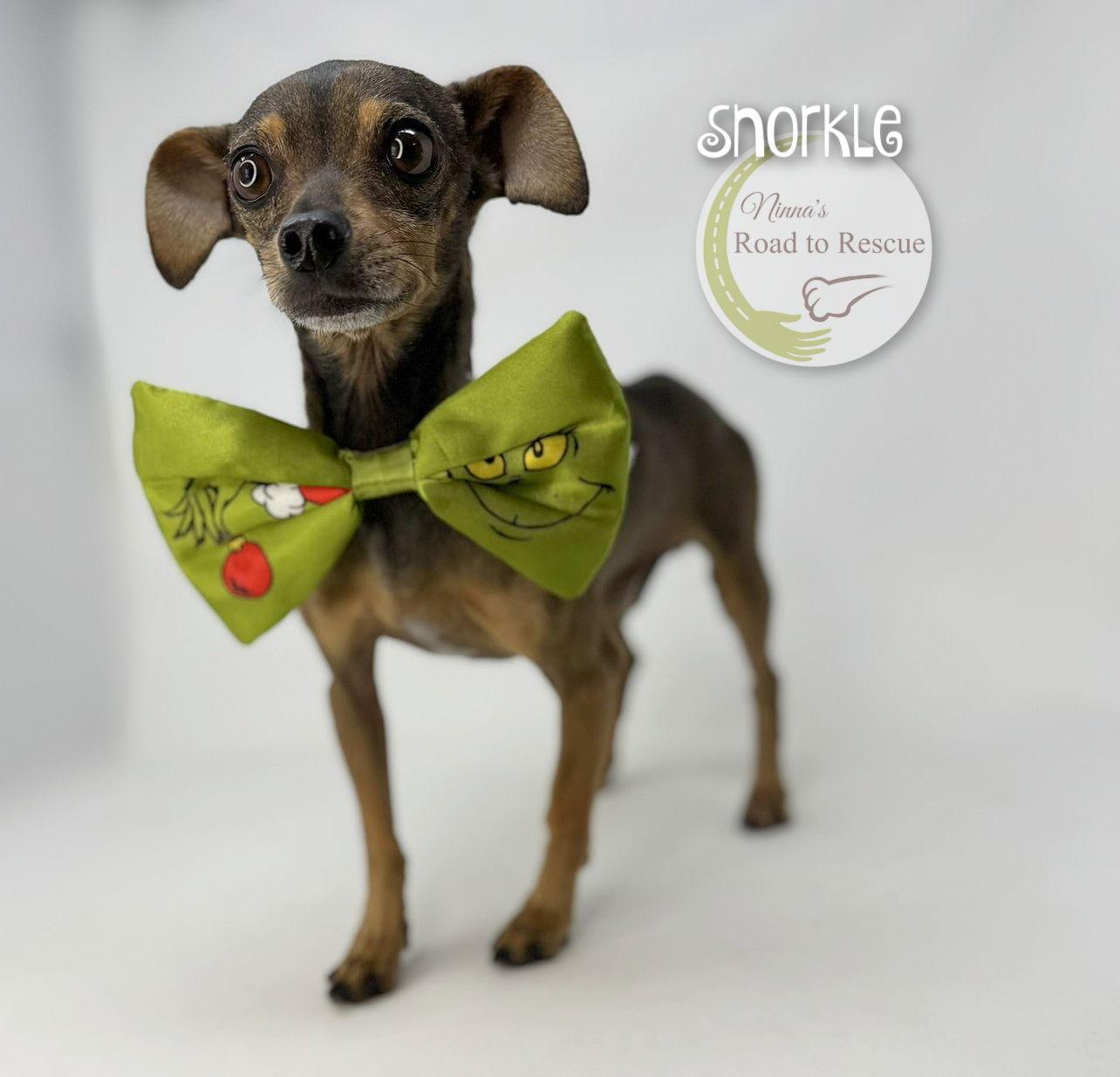 Enlarge Snorkle, a Adoptable mixed breed in Benton, LA image 2/3