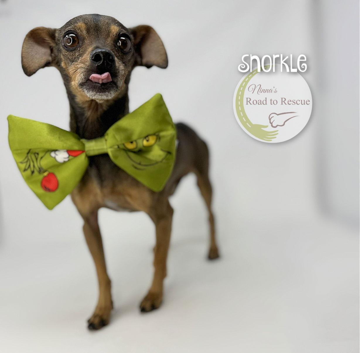 Enlarge Snorkle, a Adoptable mixed breed in Benton, LA image 3/3