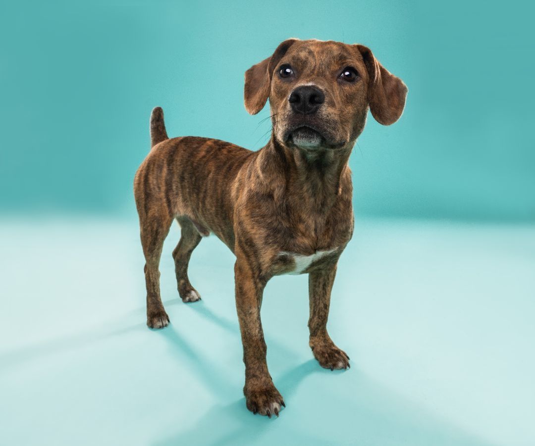 ENZO, Adopted, Adult Male Beagle.