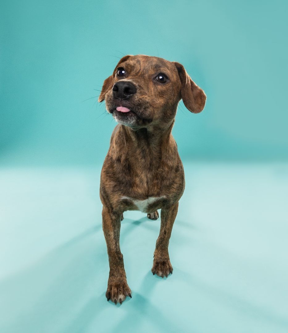 Enlarge ENZO, a Adopted mixed breed in Seattle, WA image 2/5