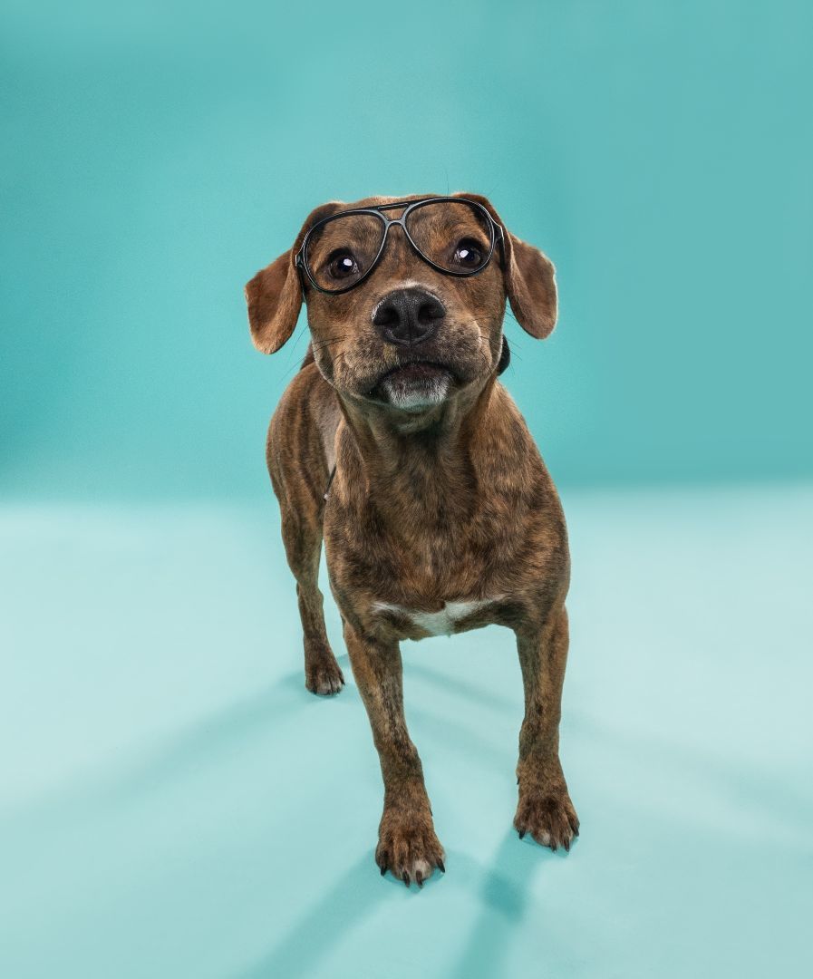 Enlarge ENZO, a Adopted mixed breed in Seattle, WA image 3/5