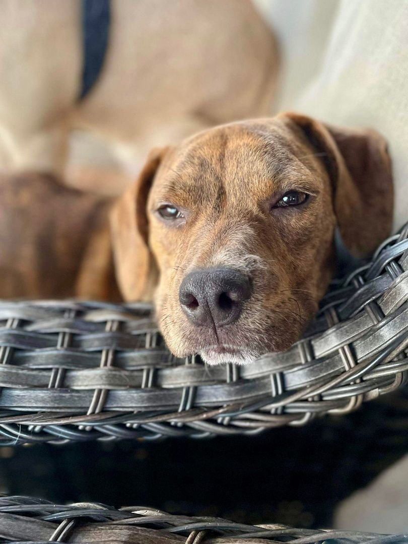 Enlarge ENZO, a Adopted mixed breed in Seattle, WA image 4/5