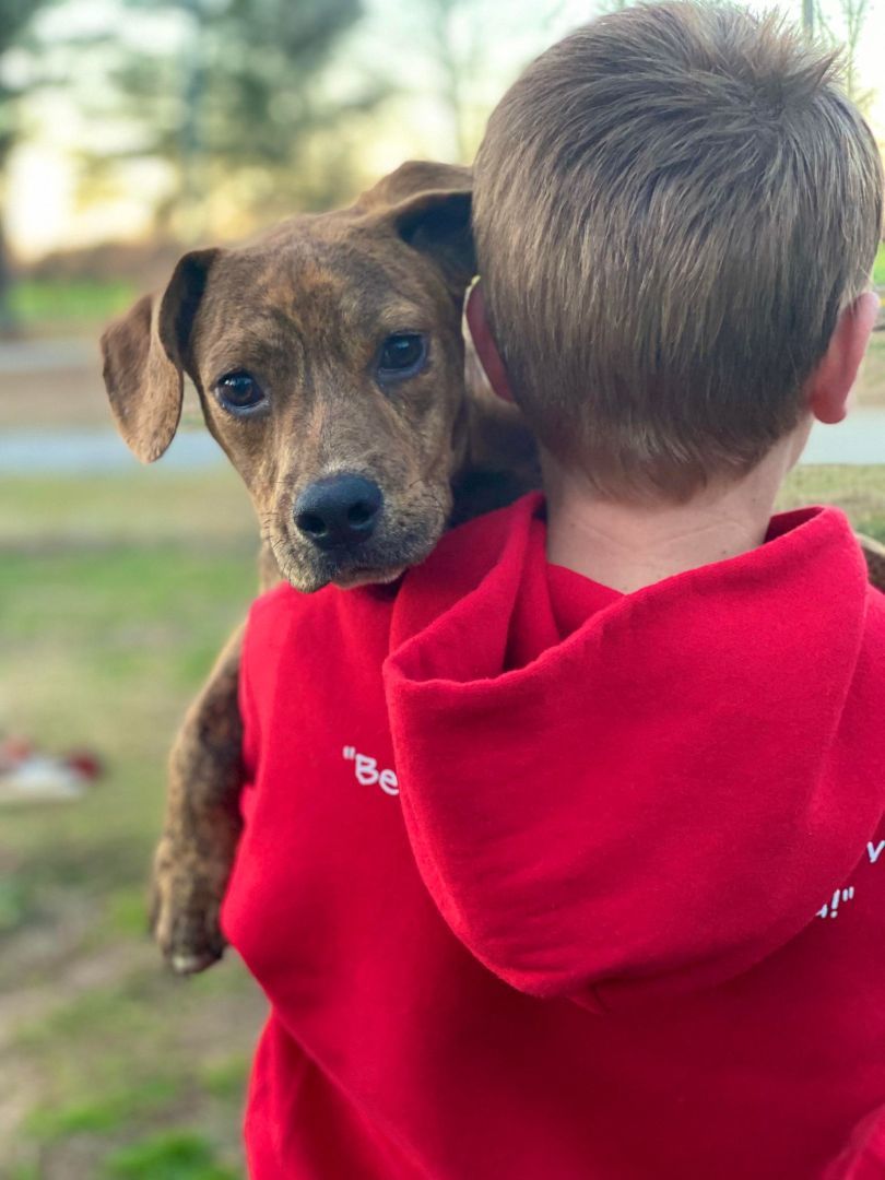 Enlarge ENZO, a Adopted mixed breed in Seattle, WA image 5/5