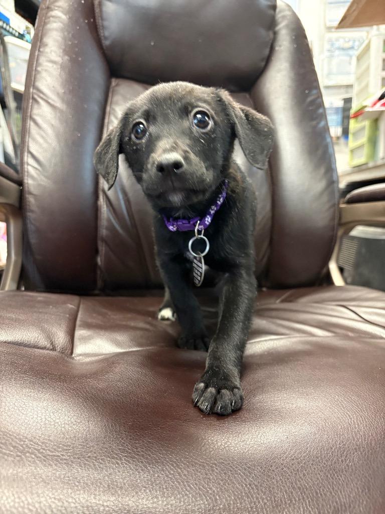 Enlarge Garland, a Adoptable mixed breed in Reno, NV image 1/1