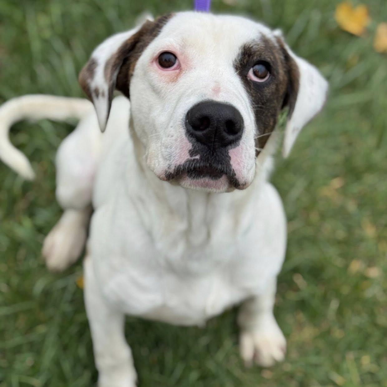 Enlarge T-Bone, a Adoptable mixed breed in Battle Creek, MI image 1/1