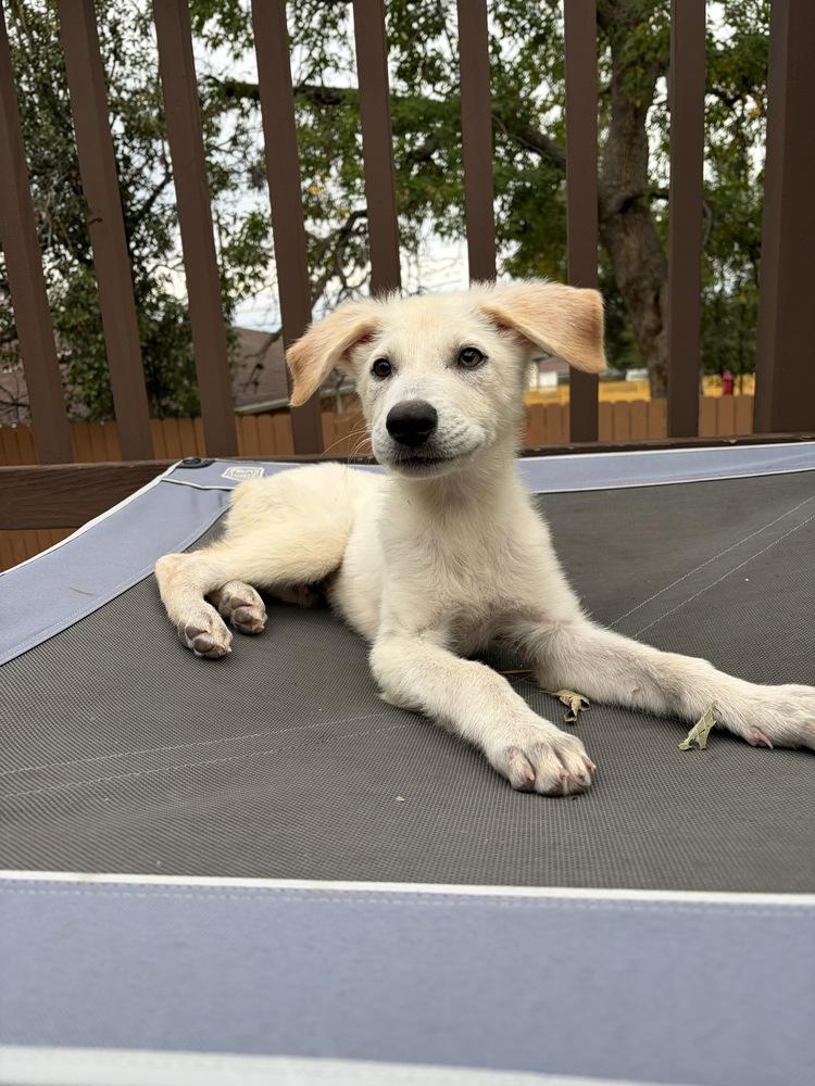 Enlarge Yuki, a Adoptable mixed breed in Commerce City, CO image 2/6