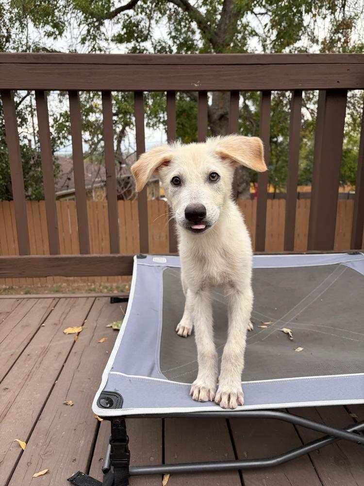 Enlarge Yuki, a Adoptable mixed breed in Commerce City, CO image 4/6
