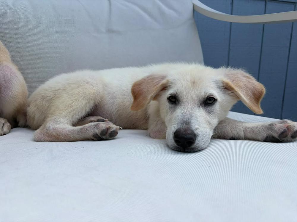 Enlarge Yuki, a Adoptable mixed breed in Commerce City, CO image 3/6