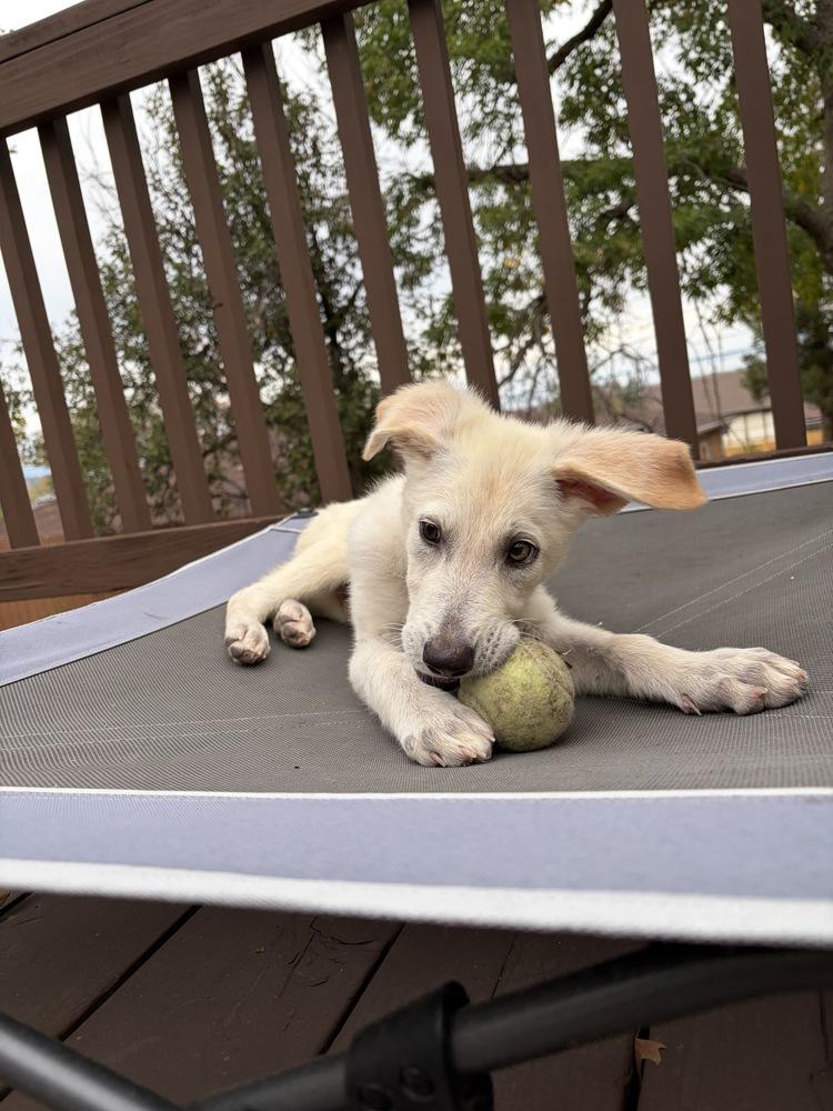 Enlarge Yuki, a Adoptable mixed breed in Commerce City, CO image 5/6