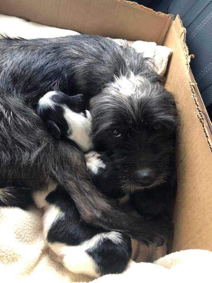 Georgia's Macon (Rolly), Adoptable, Adult Male Terrier.